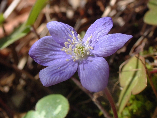 Hepatica nobilis / Erba trinit, anemone fegatella, ecc.